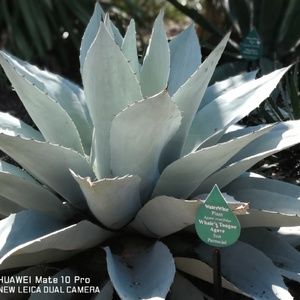 Meet your Posher, Cherry